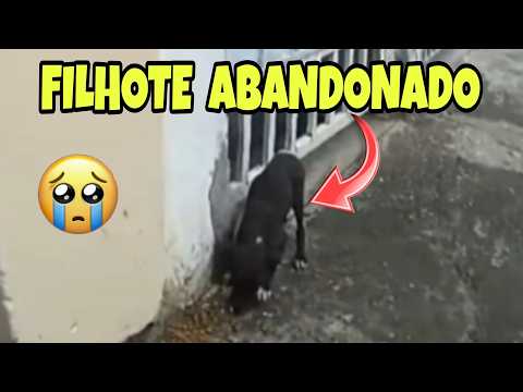 Olha o que aconteceu com o filhote resgatado 4 anos atrás