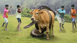 Anaconda Attack Animal in the Forest | Anaconda Attack in Jungle, Amazon Anaconda Attack