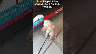 Fusion Gaming 2 Shorts: Poor Pupperoo She Can't Go On A Ride With Us
