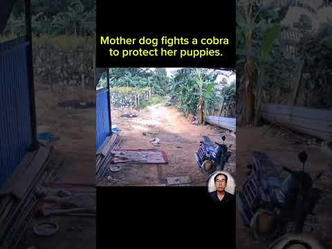 Brave mother dog fights cobra to protect her puppies #shortvideo #short #dog #cobra #omg #animals