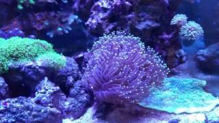 Juwel Lido 120 Reef Tank LPS SPS