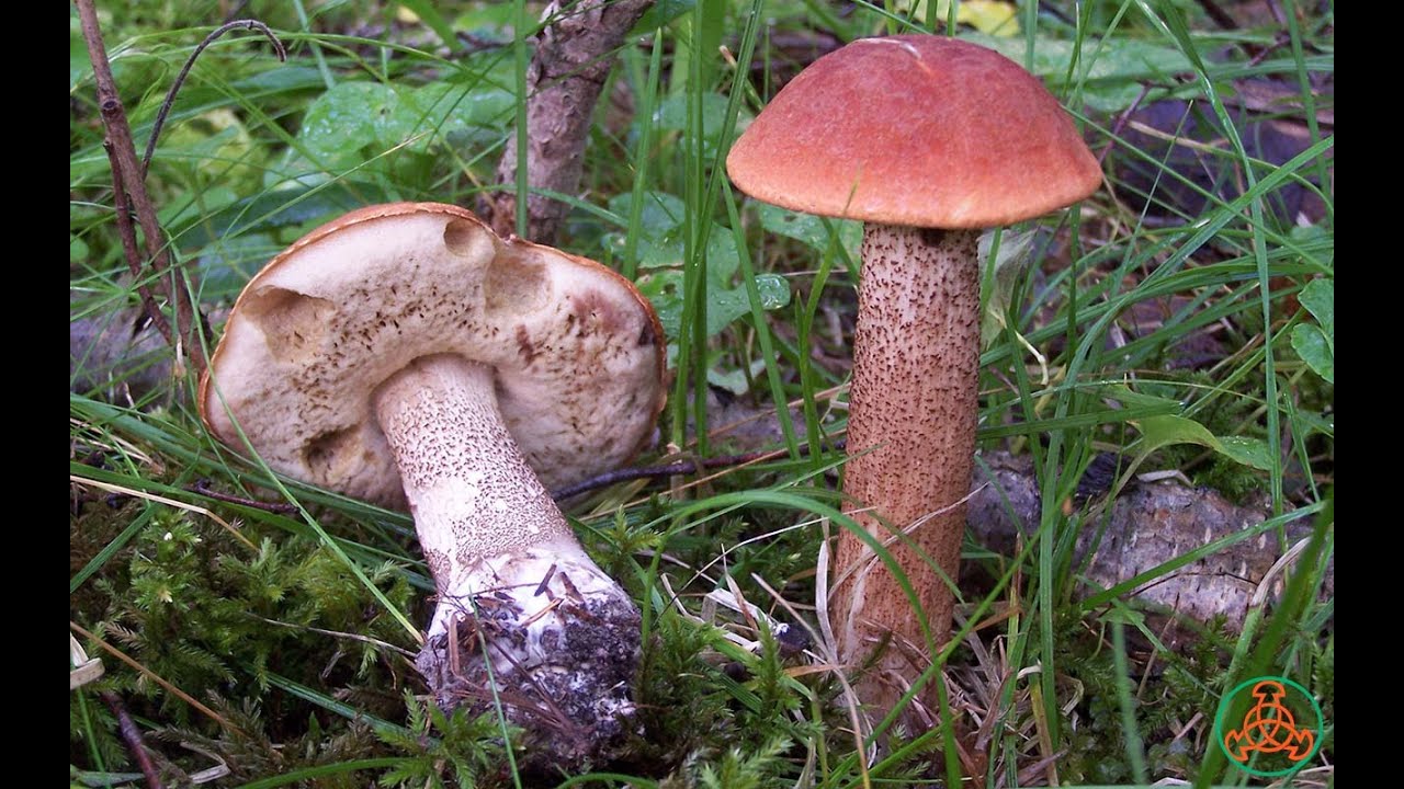 Рост красных подосиновиков Leccinum aurantiacum