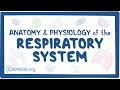 Exploring the Respiratory System Anatomy and Physiology