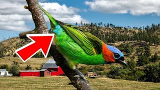 PÁSSAROS AMEAÇADOS DE EXTINÇÃO 03