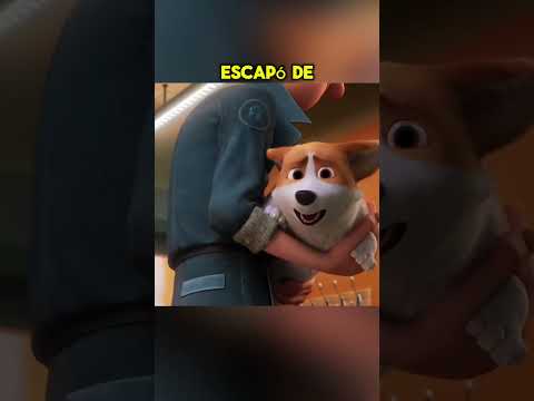 👑 El corgi que todos creyeron muerto… mientras un traidor usurpaba su lugar