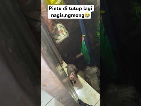 Dibilang gak boleh hujan hujanan😏 #otter #animals #rocky #berangberang #mochy #shorts