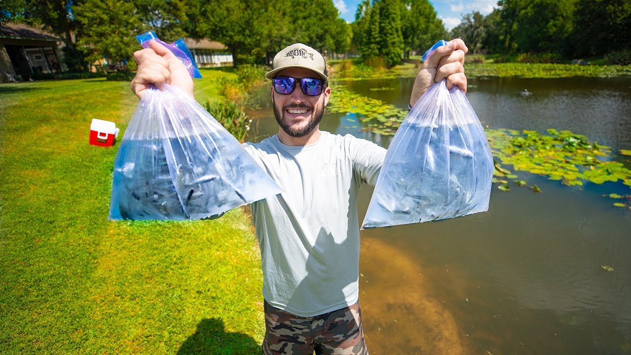 Stocking My Pond With BIG BASS and 400 Shiners! (big bass feeding)