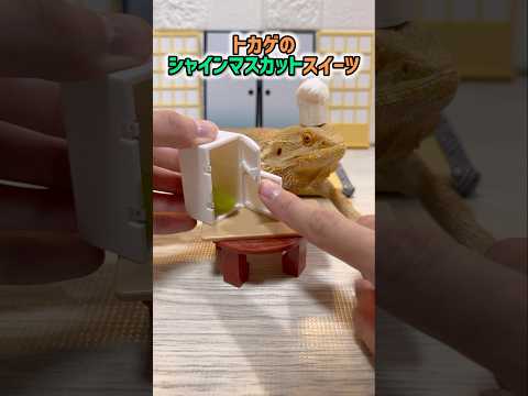 トカゲに邪魔されクッキング　〜シャインマスカットロールケーキ編〜