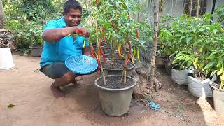 Organic Chilli Cultivation කාබනික මිරිස් වගාව Organic gardening කාබනික ගෙවතු වගාව