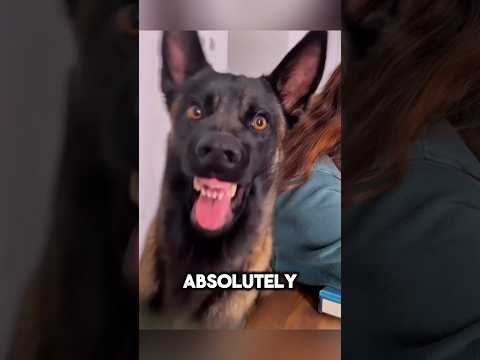 This Belgian Malinios has a Beef with His Owner 😅