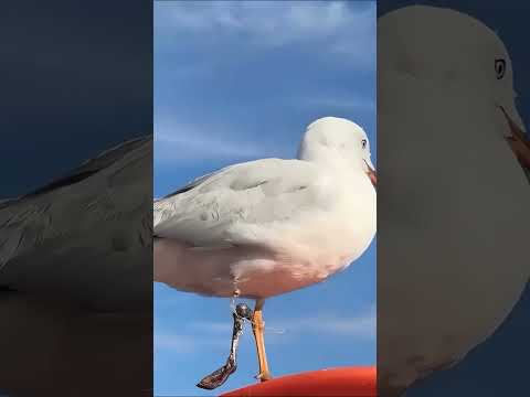 बेचारी चिड़िया के साथ बुरा हुआ 🥺 #animals #birds #emotional
