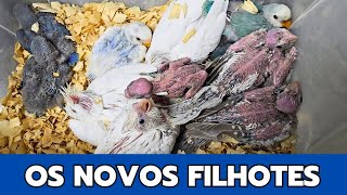 Tirando FILHOTES dos NINHOS  | 2 ESPÉCIES diferentes de AVES
