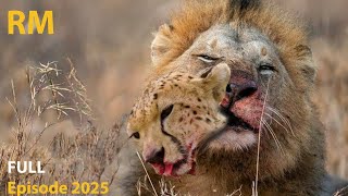 Too Small to Run, Too Wild to Survive | Cheetah Cubs in a Predator’s World | WILD SAVANNAH