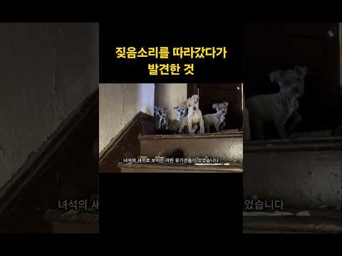 유기견의 짖음소리를 따라갔다가 발견한 것