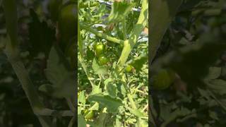 Almost tomato time! Can’t wait for these pops of sweetness to ripen up! 🍅#gardening #tomato #shorts