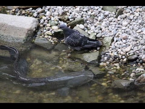 Giant Catfish Hunt Pigeon on Land in Slow Motion - HD by Catfish World
