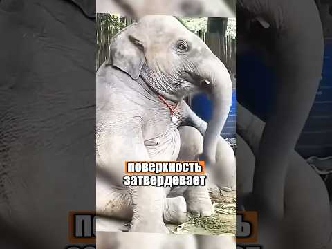 Оказывается, и слонам нужен педикюр 🐘 💅 #милыеживотные #животные