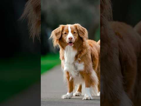 WOW... just look at this dog! 😍 #streetportraits #dogphotography #sonyalpha