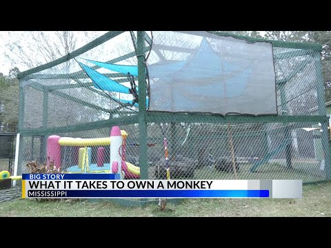 YouTube video thumbnail: Alabama's Exotic Animal Ownership Laws and Challenges