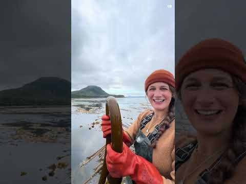 The Amazing Seaweed That Grows 7 Inches a Day | Bull Kelp Explained #learnerbytes
