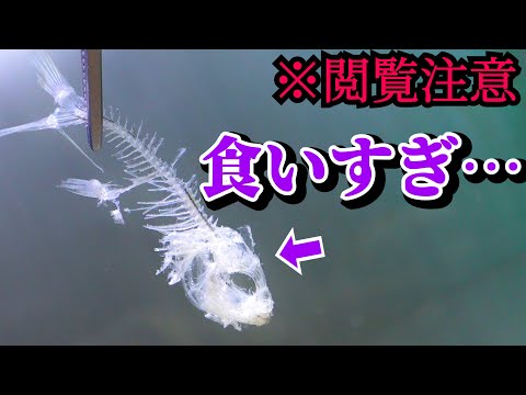 玄関に大量の〇〇生物が届いてたので魚を食べさせると…