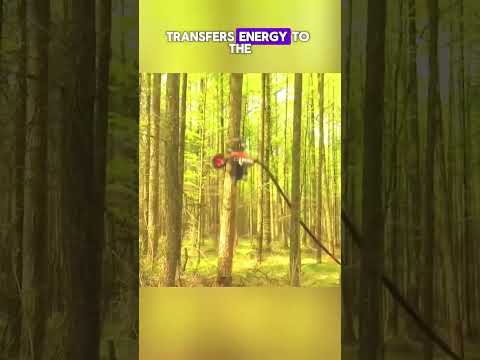 Fast, Efficient, and Jobless? The Tree Trimmer Dilemma.