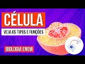 Estruturas e Funções Celulares