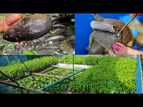 I Raised Softshell Turtles, Giant Climbing Perches, and Frogs in a Natural Pond in The Backyard