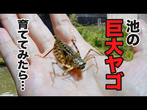 とんでもないトンボがうまれてきた!