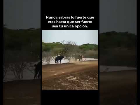 #youtubeshorts #viral #shortsvideo #shortvideo #motivation #instagram #resilience #shorts #short