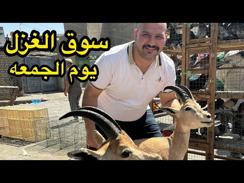 جوله في سوق الغزل 🐶و الشورجة في بغداد | نور و سنان