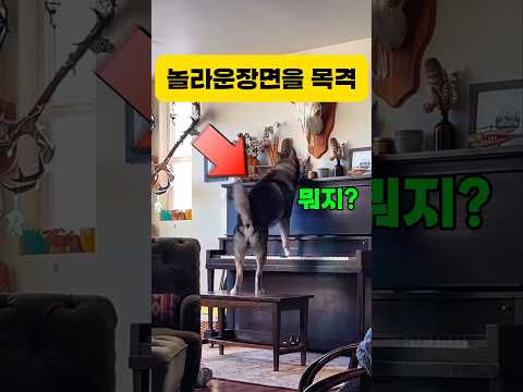 보고도 믿지못할 장면!! 이게 무슨소리지? #클래식 #피아노 #piano #일미터클래식 #music #즐거운영상