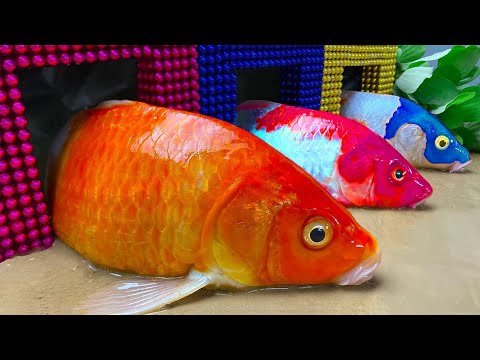 Top 3 Wildest DIY Aquarium Traps - Big Crocodile and Catfish Included