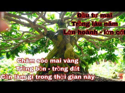 chăm sóc mai vàng , mai không chơi hoa tết nên làm j trong giai thời gian này -  vườn mai vàng út dể