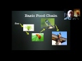 Energy Flow in Ecosystems
