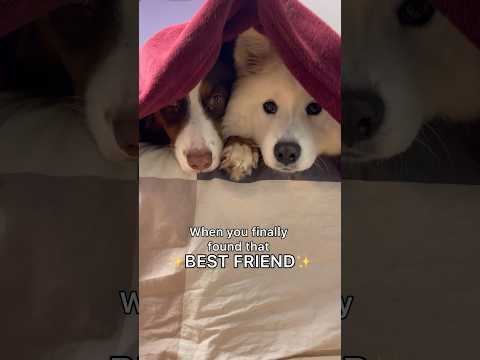 When you finally found that best friend ? #dog #cuteanimals #dogshorts #shorts