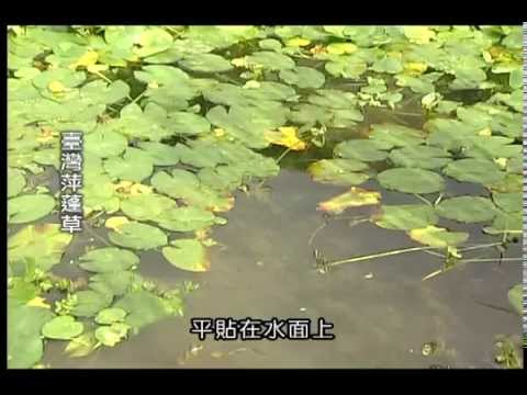 水生植物的分類 - YouTube