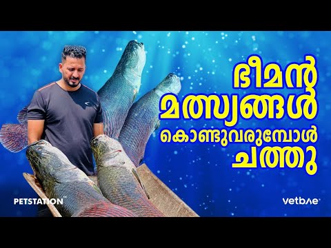 ലക്ഷങ്ങൾ മുടക്കി വാങ്ങിയ ഭീമൻ അരാപൈമ കൊണ്ടുവരുന്നതിനിടയിൽ ചത്തുപോയി. Arapaima dead on transportation