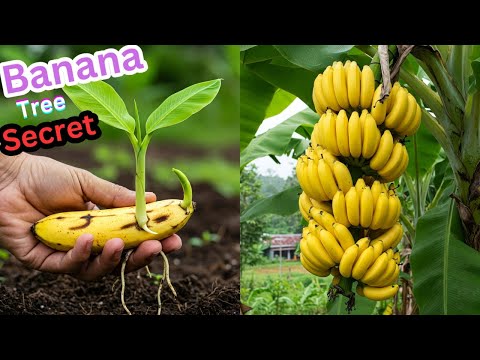 Grow a Banana Tree Without Seeds! 🍌 Full Guide from Banana Fruit