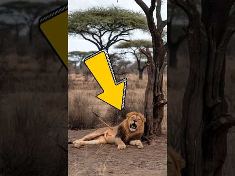The story of the gazelle that saved the lion with a stake stuck in its belly #animals #lion