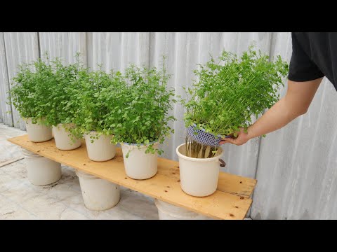 Neighbors will be jealous when they see you grow coriander like this.