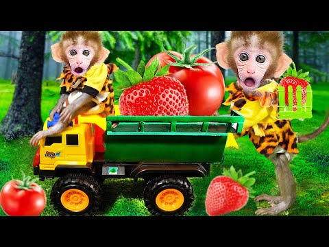 Baby Monkey Bon Bon harvest fruits with friends and swimming pool