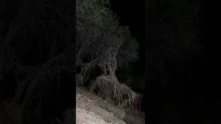El aterrador lamento de la llorona se escucha por este arroyo