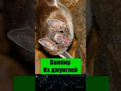 #природа #животное #дикиймир #летучаямышь #вампир #DesmodusRotundus #животныймир