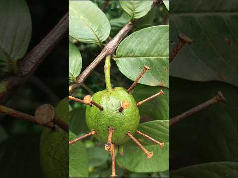 Piara Experiment Part 2 #shorts #shortvideo