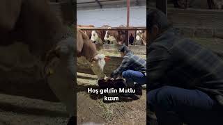 #angus #sharolle #fypシ゚viral #doğum