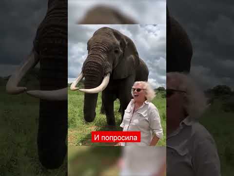 Слон с чувством юмора #shorts