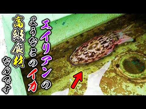 このイカ食べたことありますか？実は高級食材なんです！