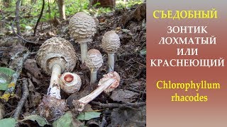 видео