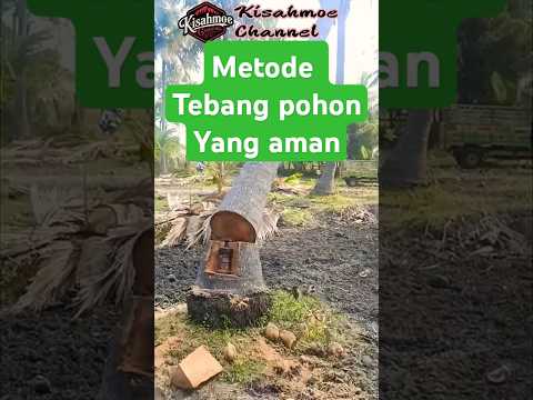 Metode TERBAIK untuk Menebang Pohon dengan Dongkrak